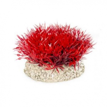 AQUA DELLA Crystalwort Moss Set S rouge - Plante artificielle - 5 cm