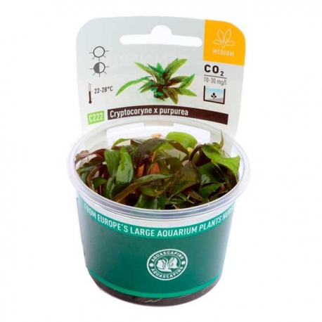 DENNERLE Cryptocoryne X Purpurea, plante en pot in vitro pour aquarium