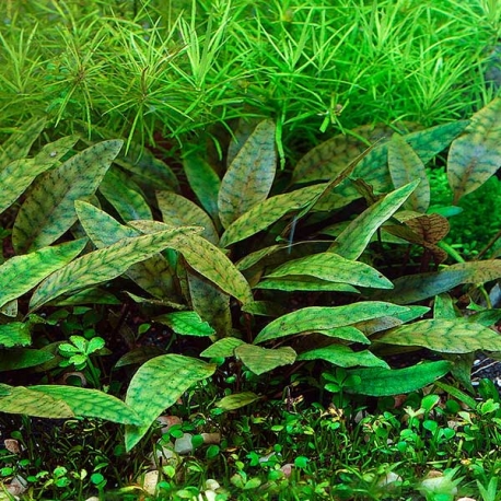 DENNERLE Cryptocoryne X Purpurea, plante en pot in vitro pour aquarium