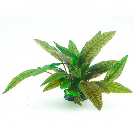 DENNERLE Cryptocoryne X Purpurea, plante en pot in vitro pour aquarium