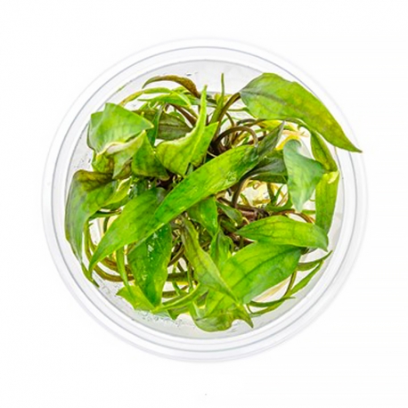 DENNERLE Cryptocoryne X Purpurea, plante en pot in vitro pour aquarium Aqua Store