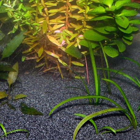 Image 1 - JBL Sansibar DARK 10 kg Sable noir moucheté pour aquarium Aqua Store