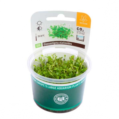 Image 1 - DENNERLE Glossostigma Elatinoides, plante en pot in vitro pour aquarium Aqua Store