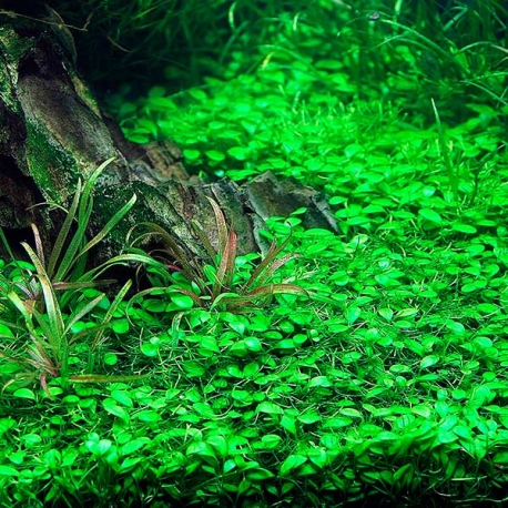 DENNERLE Glossostigma Elatinoides, plante en pot in vitro pour aquarium