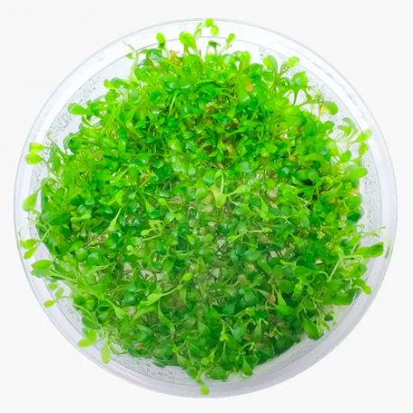 Image 1 - DENNERLE Glossostigma Elatinoides, plante en pot in vitro pour aquarium Aqua Store