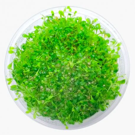 DENNERLE Glossostigma Elatinoides, plante en pot in vitro pour aquarium