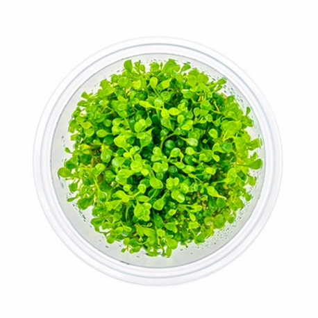 DENNERLE Glossostigma Elatinoides, plante en pot in vitro pour aquarium Aqua Store