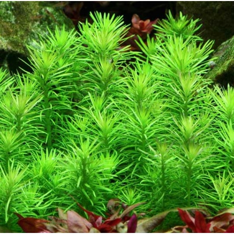 Image 1 - DENNERLE Pogostemon Deccanensis, plante en pot pour aquarium Aqua Store