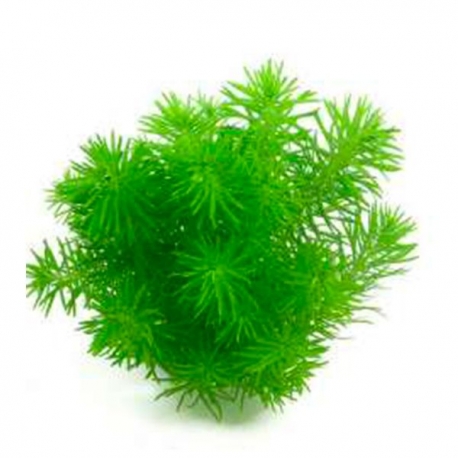 Image 1 - Pogostemon Deccanensis - Plante en Pot In Vitro pour Aquarium Aqua Store