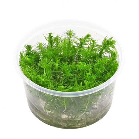 Image 2 - Pogostemon Deccanensis - Plante en Pot In Vitro pour Aquarium Aqua Store