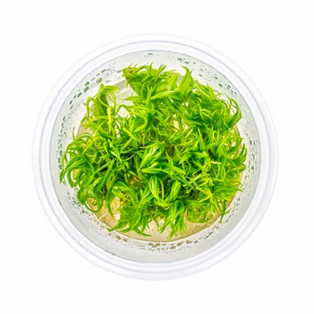 Pogostemon Deccanensis - Plante en Pot In Vitro pour Aquarium Aqua Store