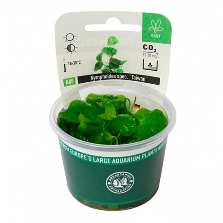 Image 1 - DENNERLE Nymphoides Spec. Taiwan, plante en pot pour aquarium Aqua Store