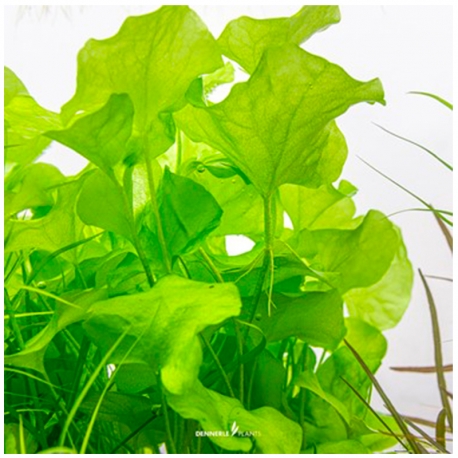 Image 1 - DENNERLE Nymphoides Spec. Taiwan, plante en pot pour aquarium Aqua Store