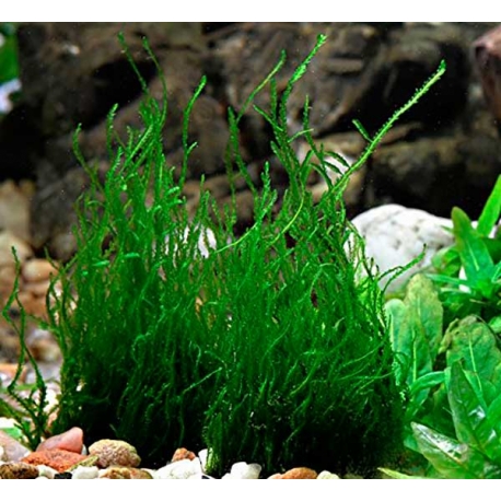 DENNERLE Taxiphyllum Mousse à flammes, plante en pot pour aquarium