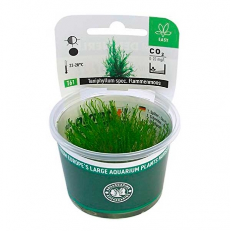 Image 2 - DENNERLE Taxiphyllum Mousse à flammes, plante en pot pour aquarium Aqua Store