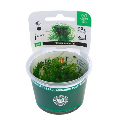 DENNERLE Vesicularia Ferriei, plante en pot pour aquarium