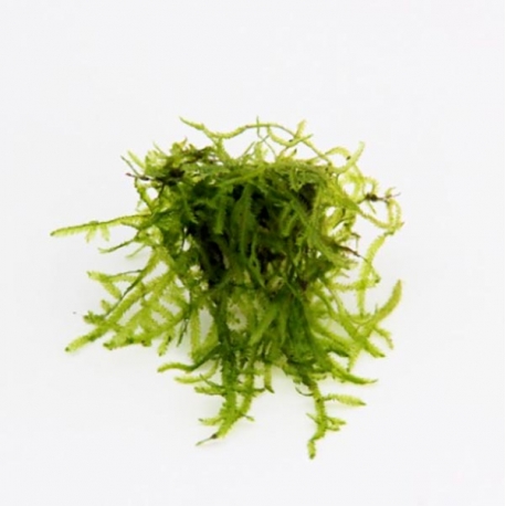 DENNERLE Vesicularia Ferriei, plante en pot pour aquarium