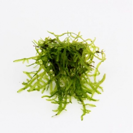 Image 2 - DENNERLE Vesicularia Ferriei, plante en pot pour aquarium Aqua Store