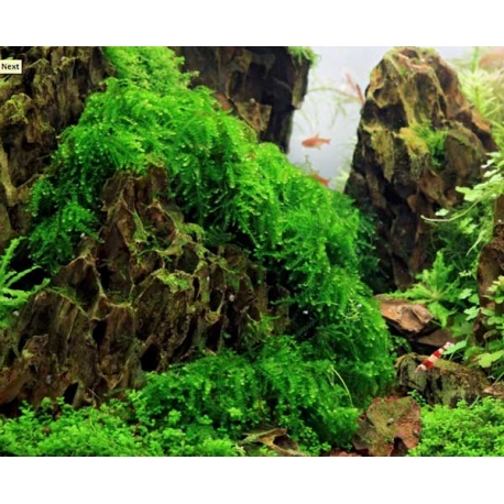 DENNERLE Vesicularia Ferriei, plante en pot pour aquarium
