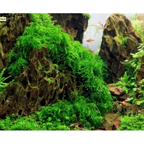 Image 3 - DENNERLE Vesicularia Ferriei, plante en pot pour aquarium Aqua Store