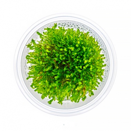 DENNERLE Vesicularia Ferriei, plante en pot pour aquarium