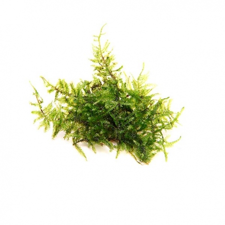 Image 1 - DENNERLE Vesicularia Montagnei, plante en pot pour aquarium Aqua Store