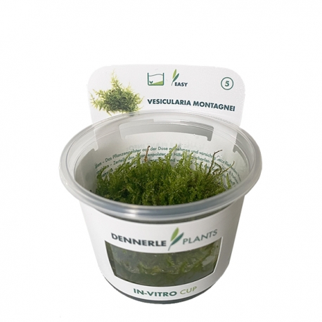 DENNERLE Vesicularia Montagnei, plante en pot pour aquarium