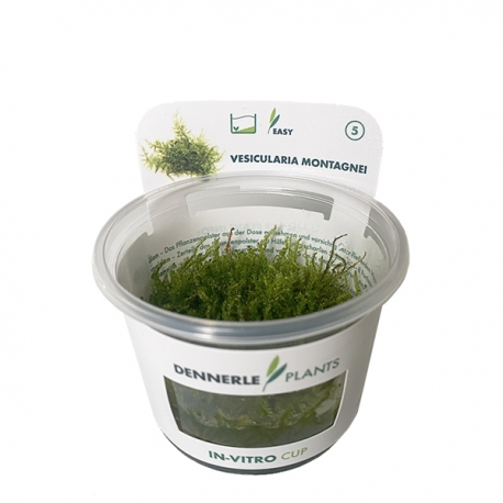 Image 1 - DENNERLE Vesicularia Montagnei, plante en pot pour aquarium Aqua Store