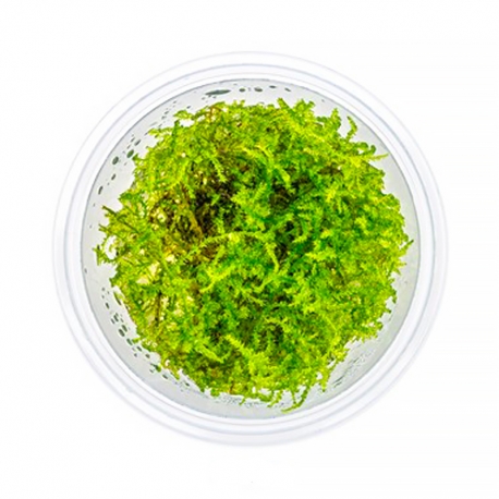 DENNERLE Vesicularia Montagnei, plante en pot pour aquarium Aqua Store