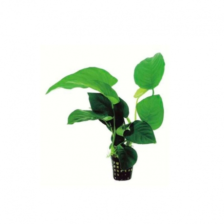 Anubias barteri - Plante en pot pour aquarium Aqua Store