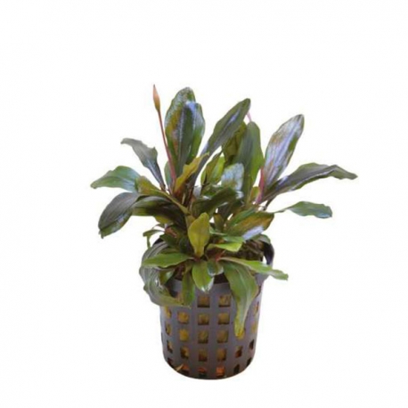 Bucephalandra theia - Plante en pot pour aquarium Aqua Store