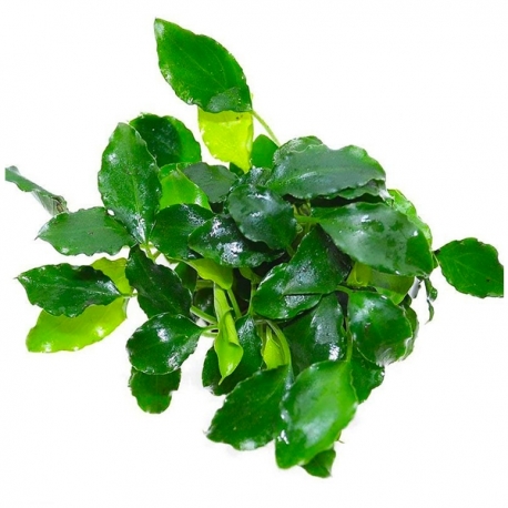 Schismatoglottis Prietoi - Plante en pot pour aquarium Aqua Store