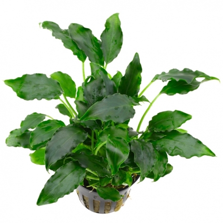 Image 1 - Schismatoglottis Prietoi - Plante en pot pour aquarium Aqua Store
