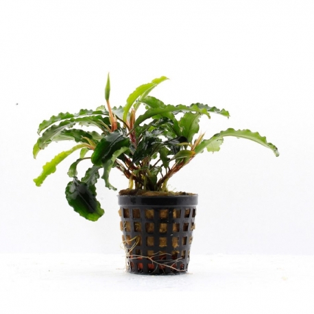 Bucephalandra theia - Plante en pot pour aquarium
