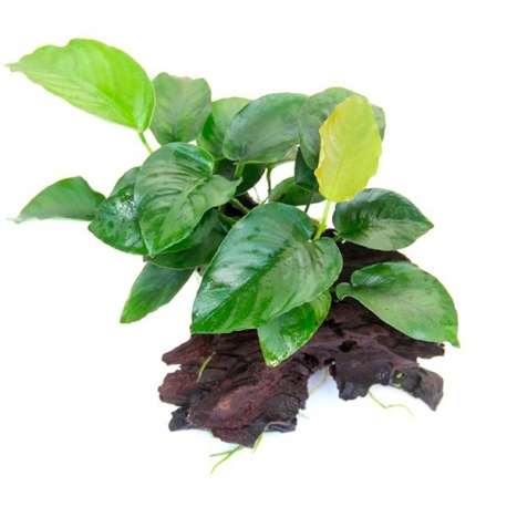 DENNERLE Anubias Barteri sur racine