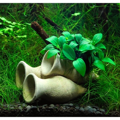 DENNERLE plante aquarium anubias bonsai sur amphores