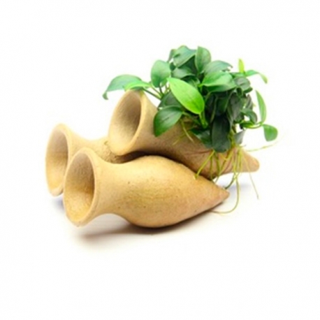 DENNERLE plante aquarium anubias bonsai sur amphores Aqua Store