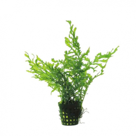 Bolbitis heudelotii - Plante en pot pour aquarium