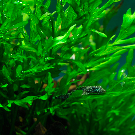 Bolbitis heudelotii - Plante en pot pour aquarium