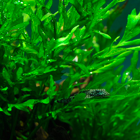 Image 1 - Bolbitis heudelotii - Plante en pot pour aquarium Aqua Store