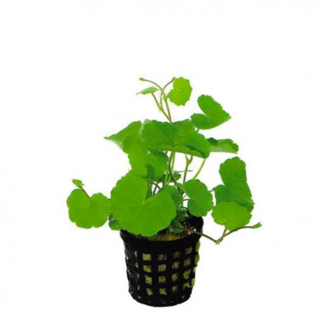 Hydrocotyle leucocephala - Plante en pot pour aquarium Aqua Store