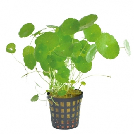 Hydrocotyle verticillata - Plante en pot pour aquarium