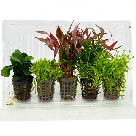 COMBI PACK FOREGROUND - Lot de plantes pour aquarium