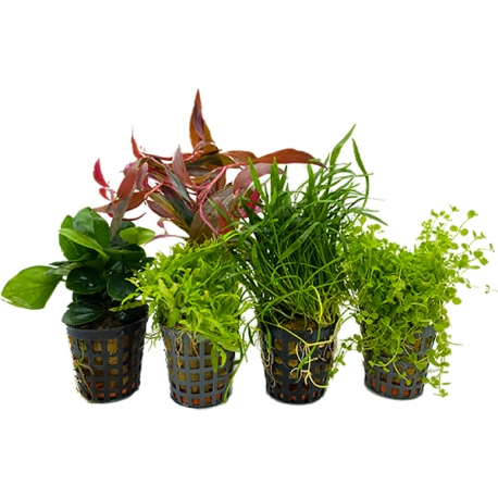 COMBI PACK FOREGROUND - Lot de plantes pour aquarium