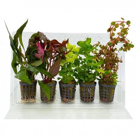 Image 1 - COMBI-PACK Basic - Lot de 5 plantes pour aquarium Aqua Store