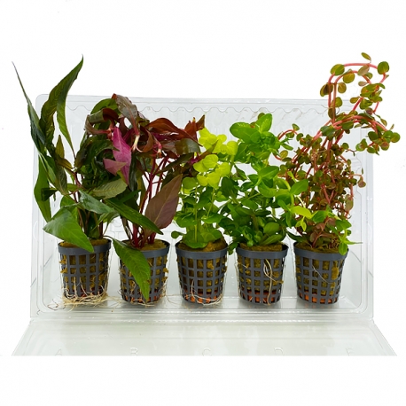 COMBI-PACK Basic - Lot de 5 plantes pour aquarium