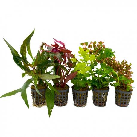 COMBI-PACK Basic - Lot de 5 plantes pour aquarium