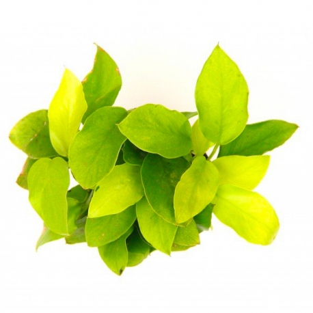Anubias nana Gold - Plante en pot pour aquarium Aqua Store