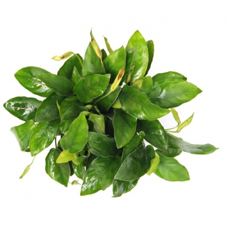 Image 1 - Anubias barteri var. nana - Plante XXL en pot pour aquarium Aqua Store