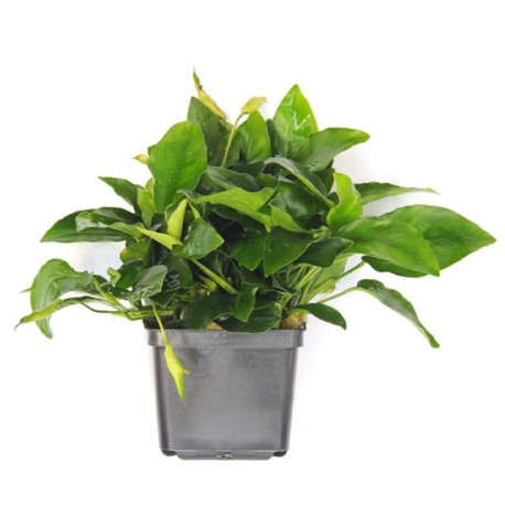 Anubias barteri var. nana - Plante XXL en pot pour aquarium Aqua Store